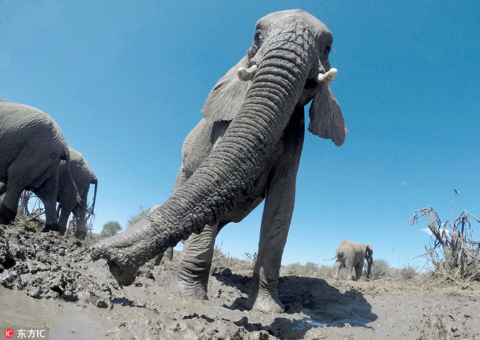 仰拍非洲大象 陆地巨兽霸气十足