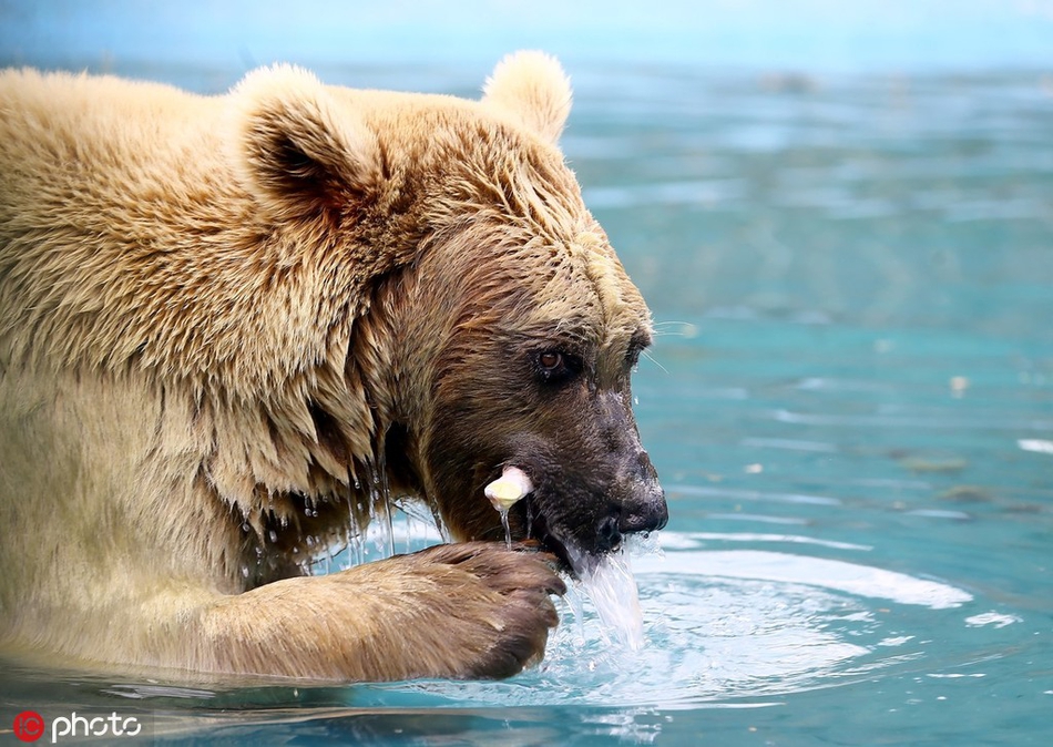 高温难耐 可爱小熊躲在池塘中游泳
