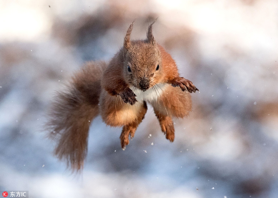 苏格兰小松鼠腾空飘飞秀杂技 模样酷似超人帅炸了