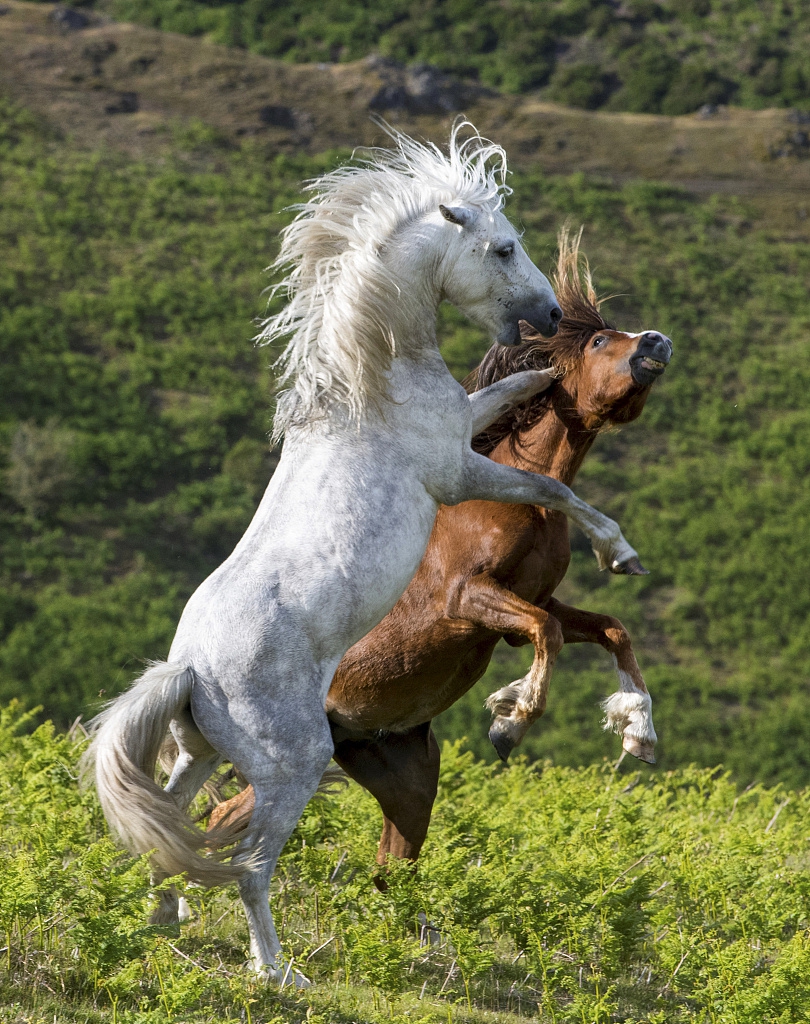 两野马打架 飞踢怒吼全上阵场面激烈