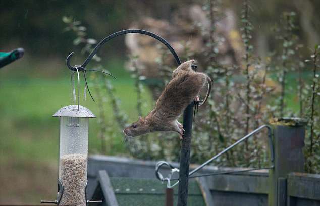 杂技鼠登场!英国一老鼠单爪悬空偷鸟食