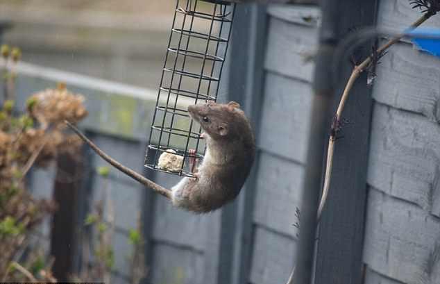 杂技鼠登场!英国一老鼠单爪悬空偷鸟食
