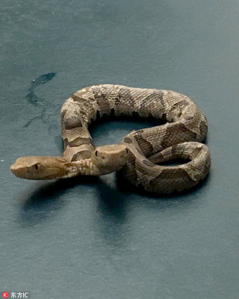 神奇!美国维吉尼亚州居民在家中发现双头蛇