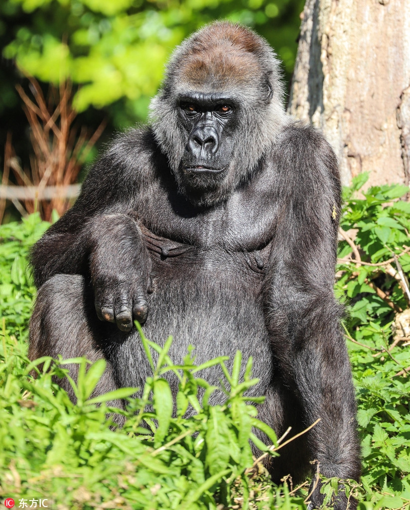 喝多了?英国大猩猩似陷宿醉后遗症