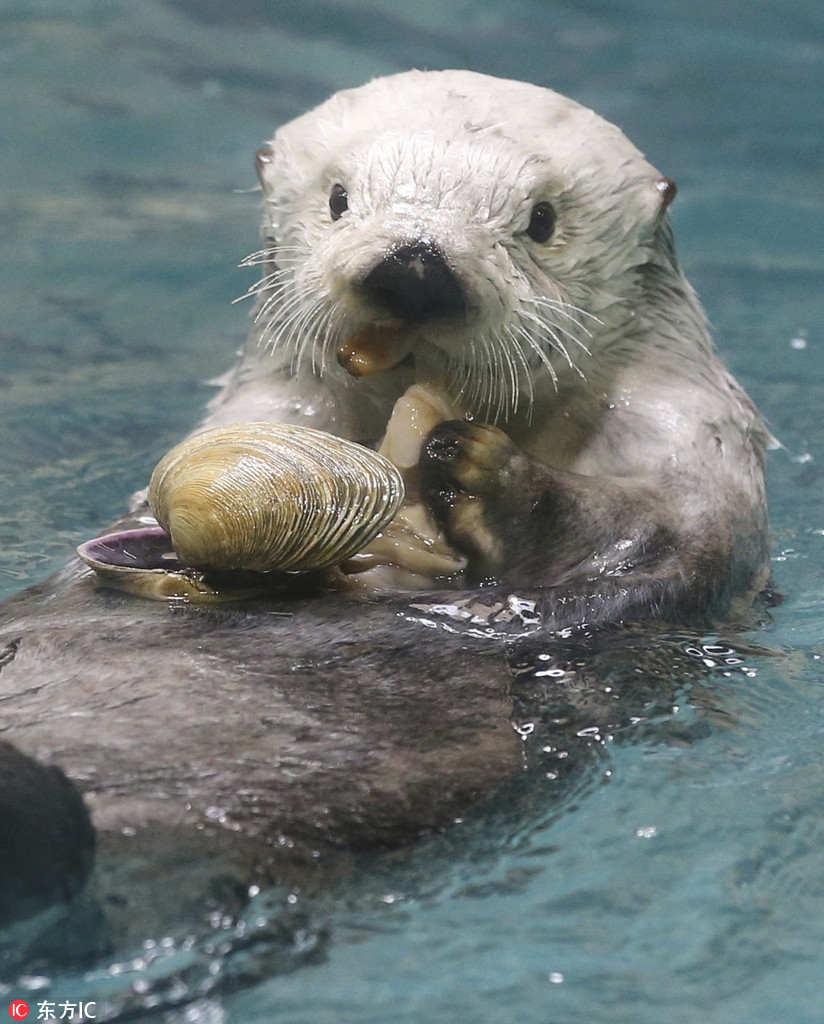 日本水族馆海獭水中嬉戏对镜头热情招手好呆萌
