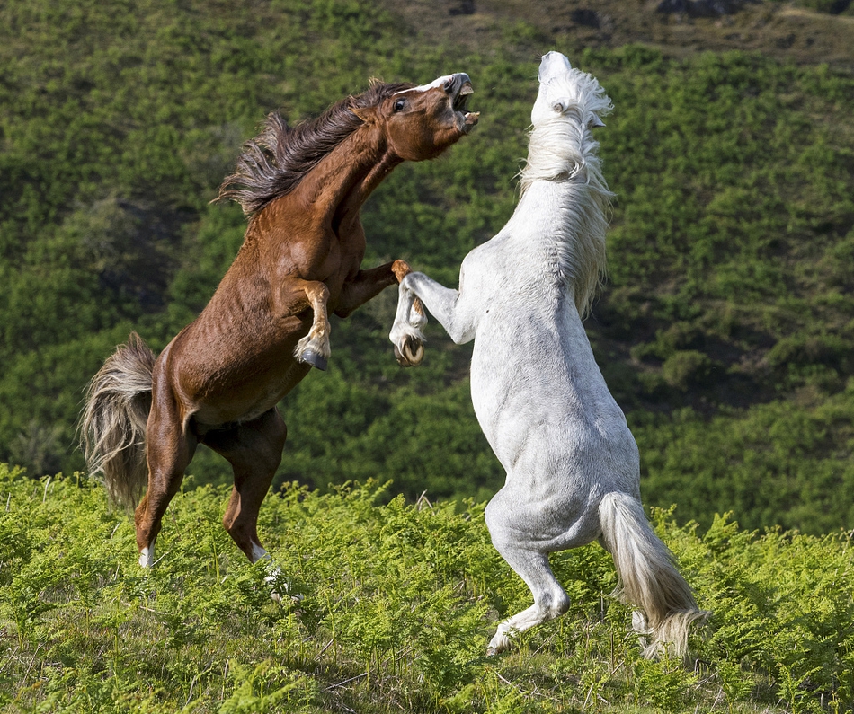 两野马打架 飞踢怒吼全上阵场面激烈_高清图集_新浪网