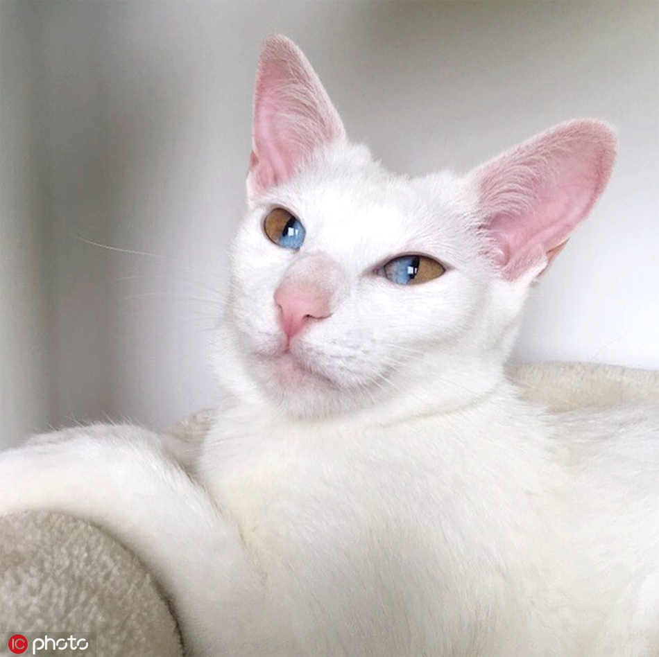 三岁猫咪天生"异瞳"眼睛分成了蓝半球和黄半球_高清图集_新浪网