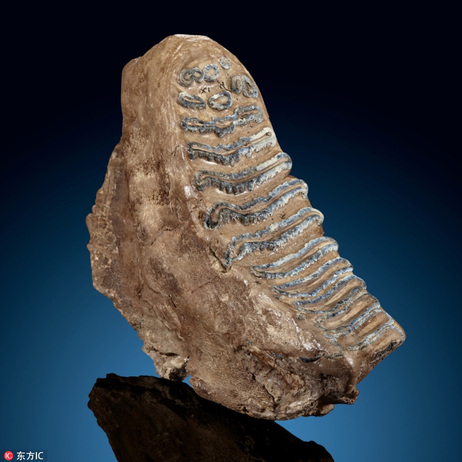 珍稀史前动植物化石拍卖 总估价178万元
