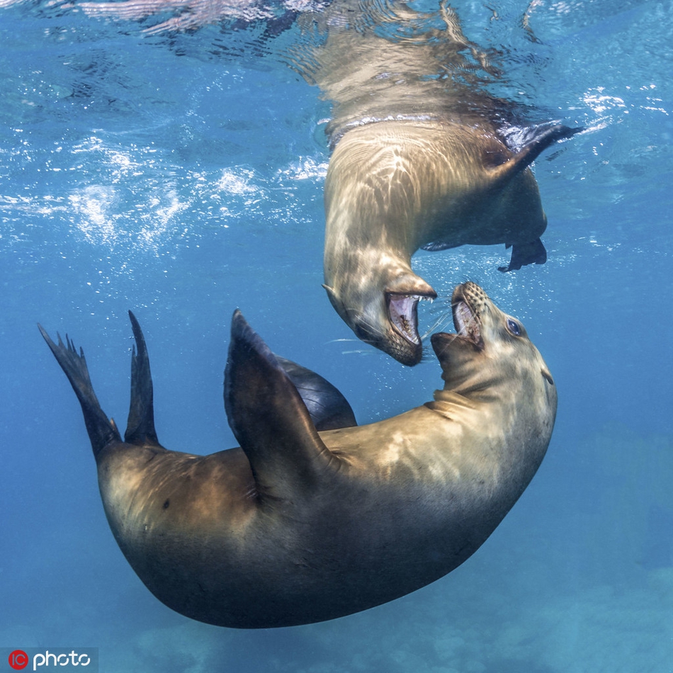 海狮叼一只海星玩耍 顽皮模样萌萌哒