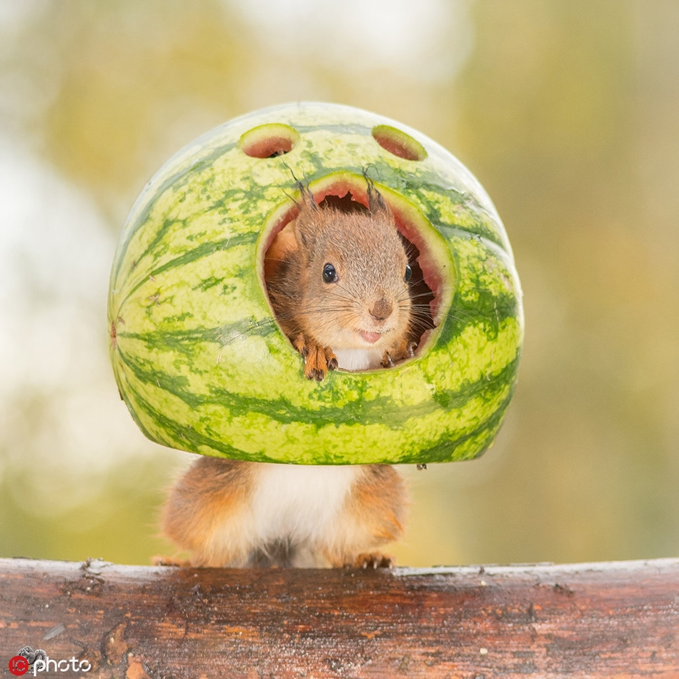 小松鼠简直萌cry 这样的小可爱请来一打!