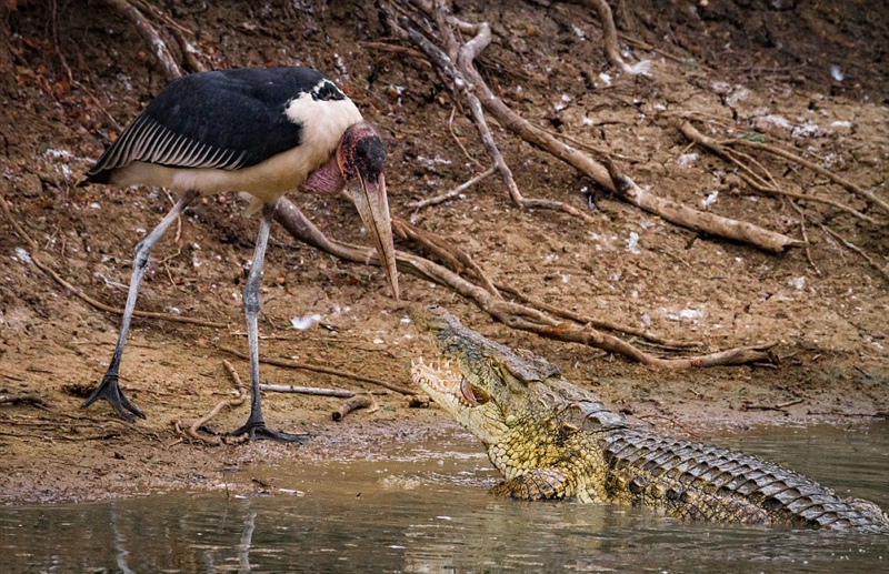 非洲两鳄鱼捕食猎物画面震撼 尽显大自然的残酷