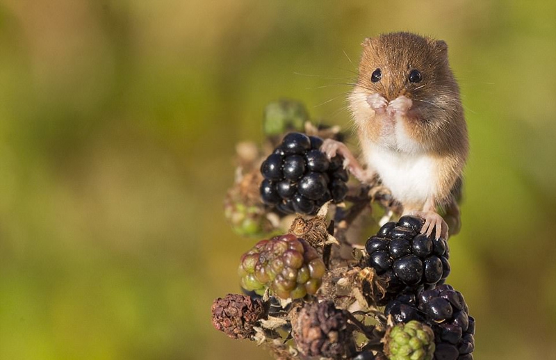 英收割鼠麦穗花朵间玩耍尽显可爱