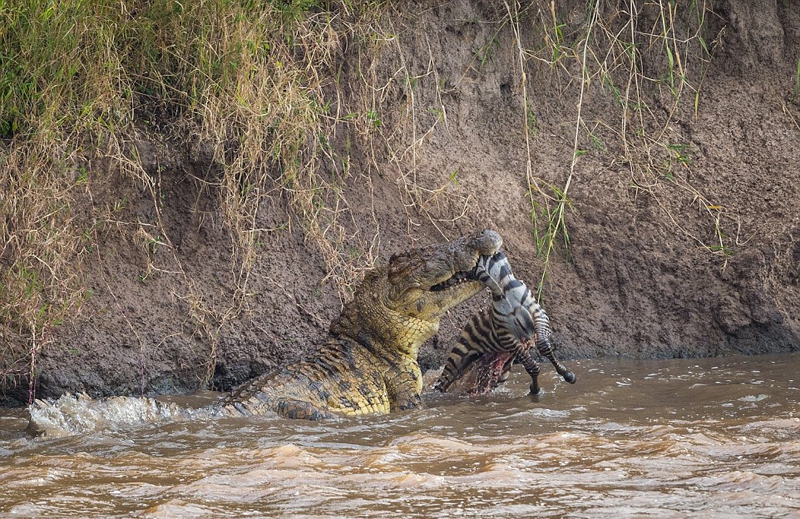 非洲两鳄鱼捕食猎物画面震撼 尽显大自然的残酷