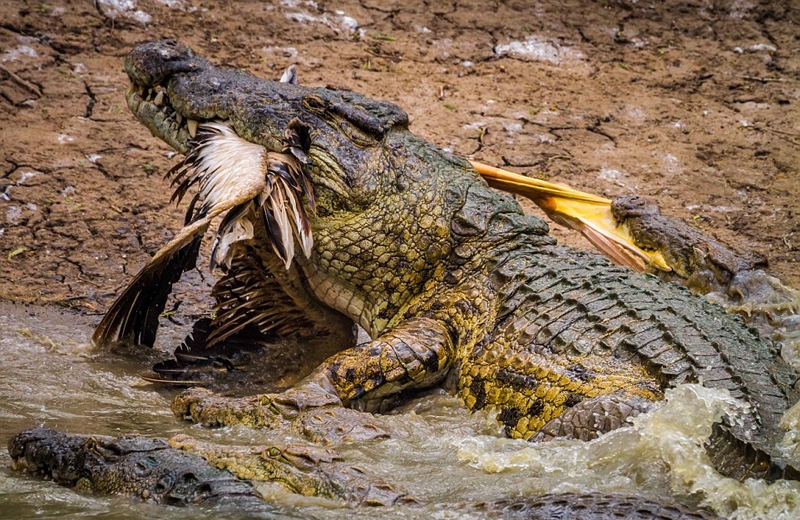 非洲两鳄鱼捕食猎物画面震撼 尽显大自然的残酷