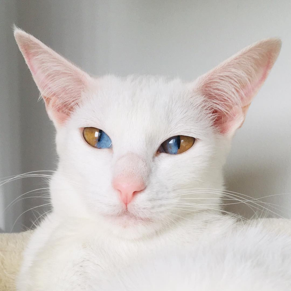 英国猫咪因独特外表成网红猫