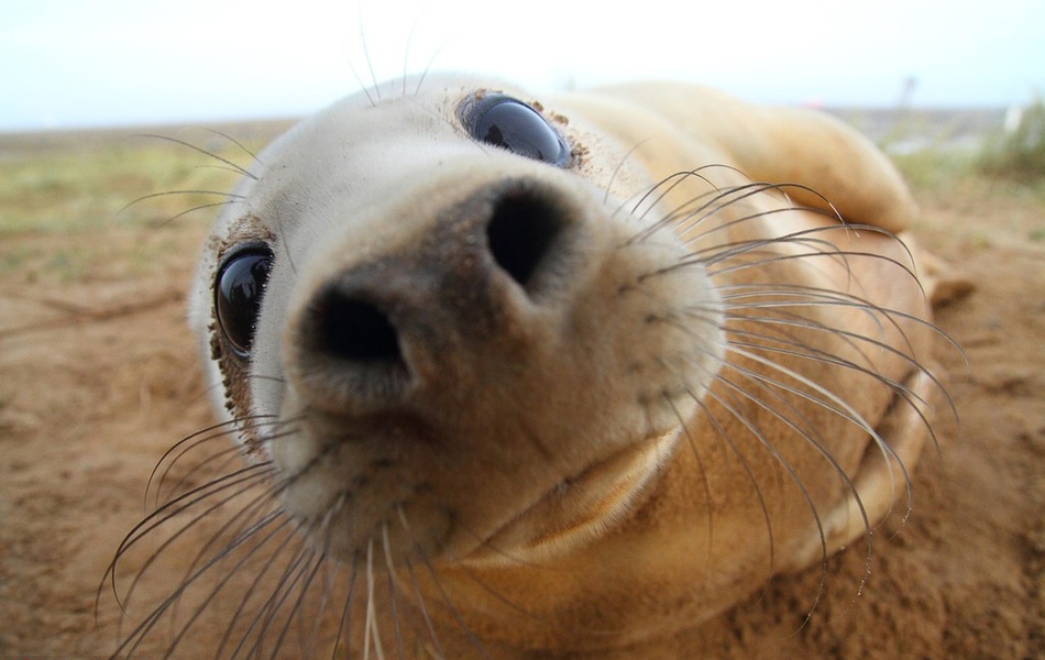 迷之可爱!动物露鼻孔拍照承包一天笑点