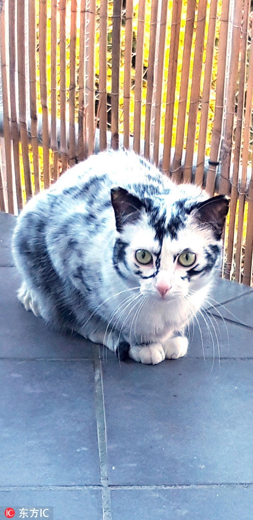 德国小黑猫患上白癜风 变色成"斑点狗"