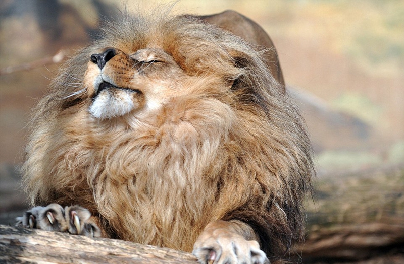 捷克雄狮鬃毛浓密威风凛凛 尽显王者霸气