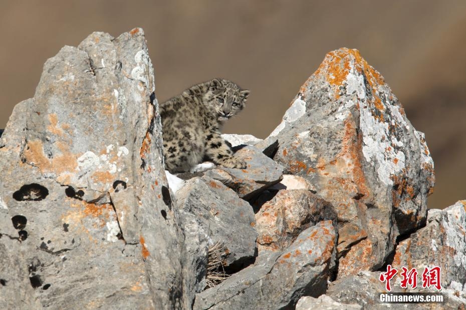 法国摄影师在青海杂多拍到小雪豹"写真"
