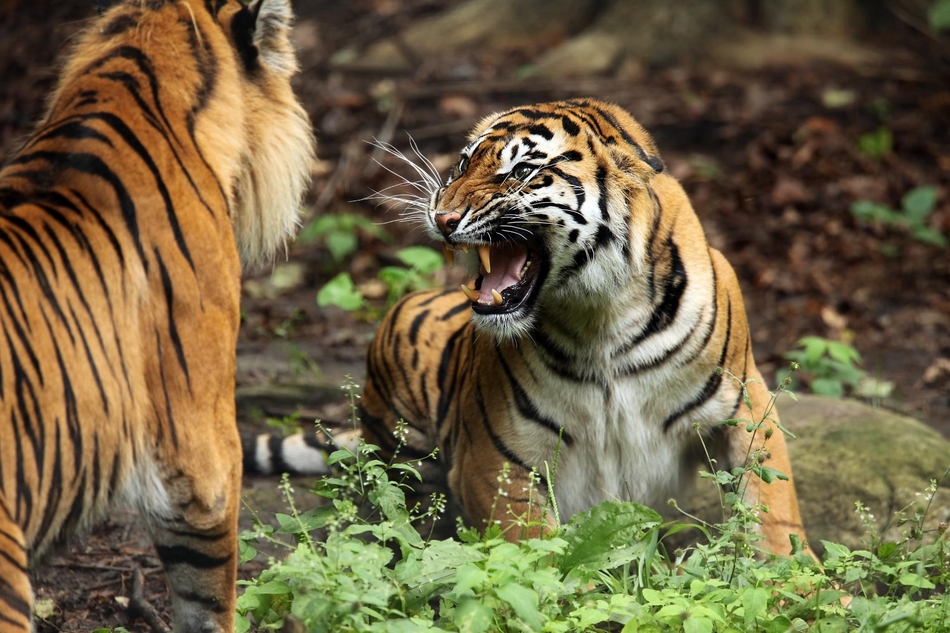 06 10:04:47 3 / 5 豹子为争抢一块肉不惜大打出手,老虎打架先靠吼