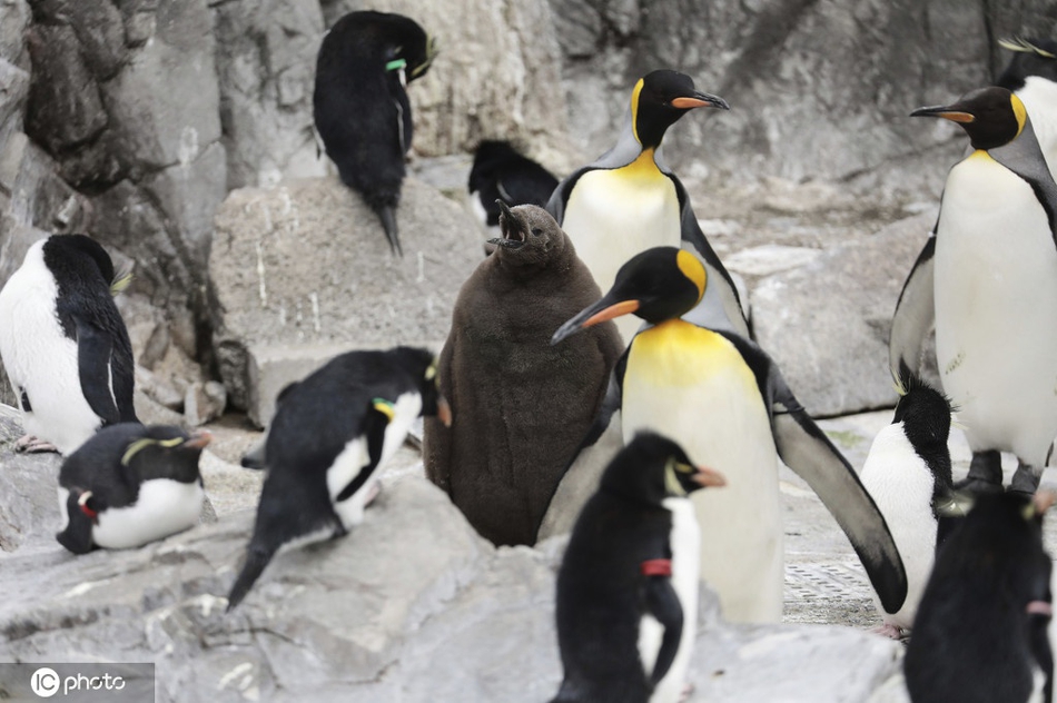日本东京国王企鹅憨态可掬