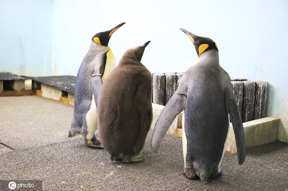 日本东京国王企鹅憨态可掬