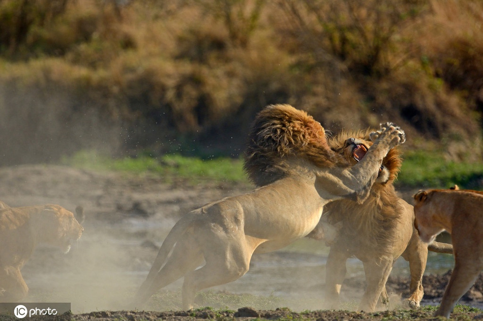 王者之战!两头雄狮为争夺母狮打架上演"全武行"