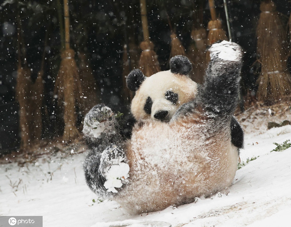 不羡慕北方人盘点小动物冬季滑雪溜冰炫技嗨爆了