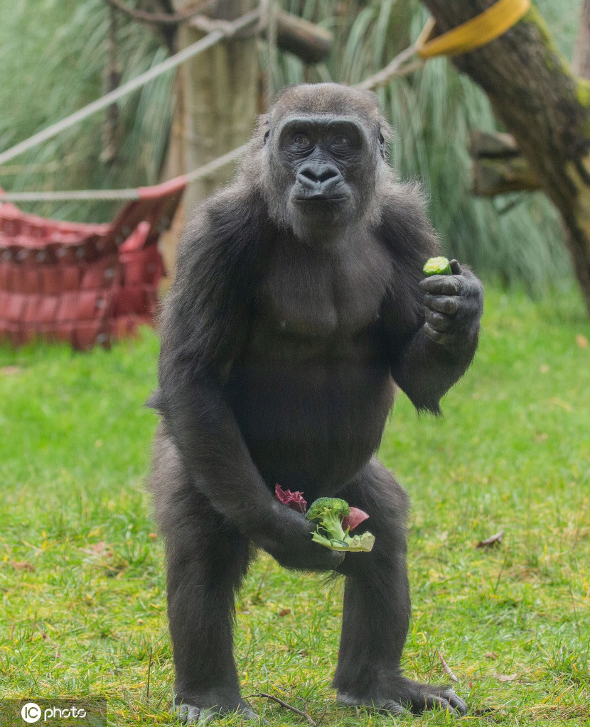 猩猩吃香蕉黑白图片