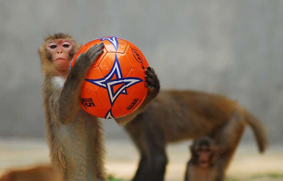 世界足球日到来,盘点动物"足下风采"