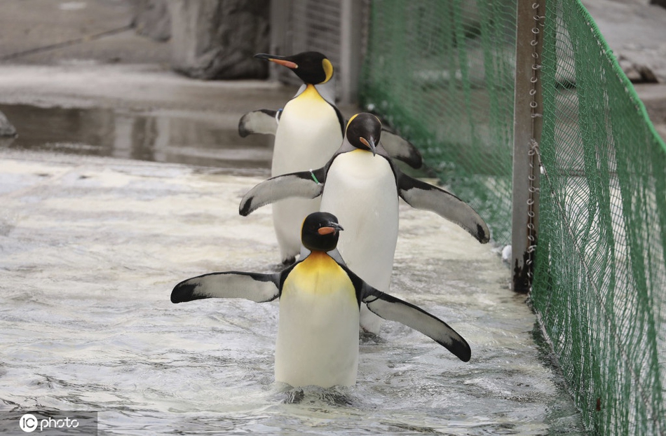 日本东京国王企鹅憨态可掬