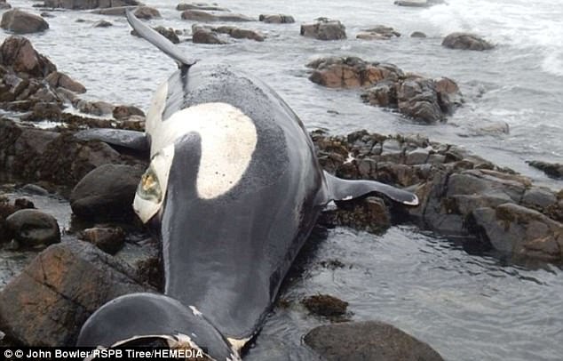 苏格兰死去虎鲸体内化学毒素含量高得惊人