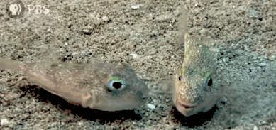 河鲀海底求偶艺术：花费6周打造而成