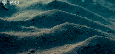 河鲀海底求偶艺术：花费6周打造而成