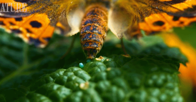 神奇蝴蝶产卵:让你喜欢上萌萌毛毛虫