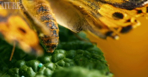 神奇蝴蝶产卵:让你喜欢上萌萌毛毛虫