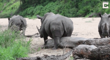 屁股痒了怎么办?犀牛找木头蹭痒滑稽一刻