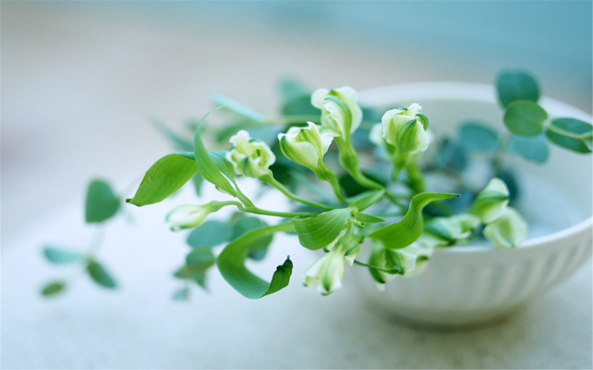 从种子到幼苗，植物如何“看见”光？