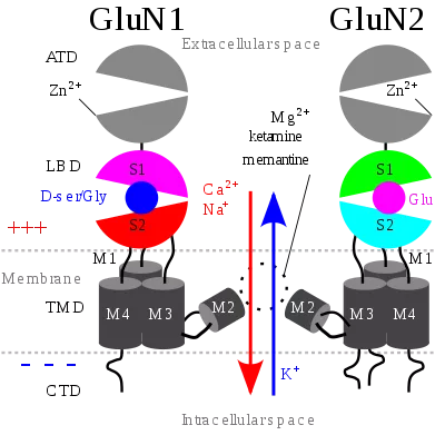 NMDA受体作用机理（图片来源：wiki）