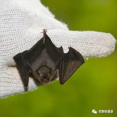  最小的蝙蝠猪鼻蝠（亦称凹脸蝠），是最小的哺乳动物之一