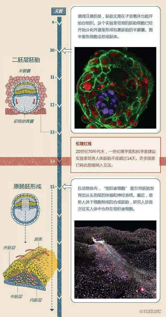 图画来源：Nik Spencer； 图片来源：Magdalena Zernicka-Goetz团队（顶部）； Martynet al.（底部）