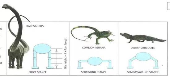 图4恐龙直立行走的骨骼结构