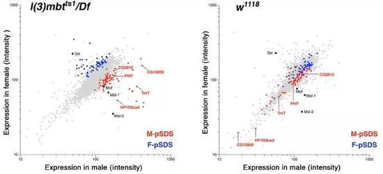 ▲雄性果蝇（红色）和雌性果蝇（蓝色）的致死性恶性脑瘤中，有些蛋白质的表达水平具有显著差异（图片来源：参考资料[1]）