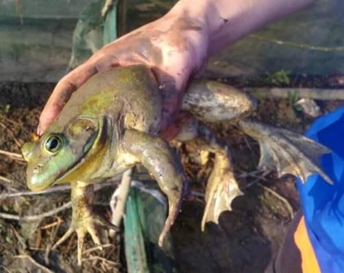 ▲牛蛙养殖在中国已经非常成熟(图片来自网络)