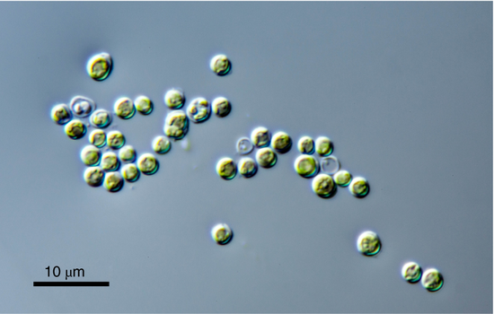 单细胞浮游藻Prasinoderma coloniale（CCMP 1413）