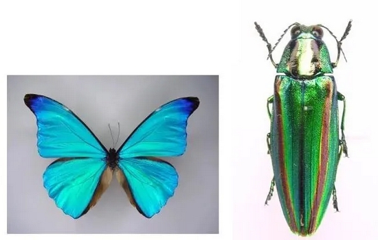 变色龙、蓝闪蝶和昆虫皮肤上都有一些微结构，能够散射特定的光，显示出绚丽的色彩 