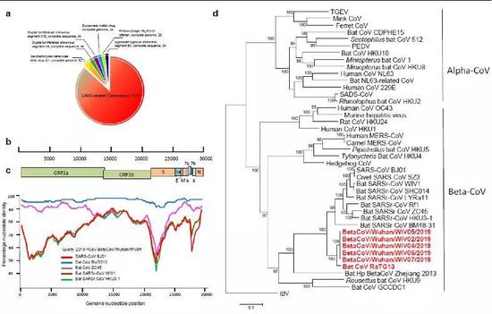 图1。 高通量测序从病人样本中获得病毒的全基因组序列（a）； 2019-nCoV与人SARS病毒和蝙蝠SARSr-CoV同源性分析（b）； 利用2019-nCoV的复制酶基因完成的进化分析。
