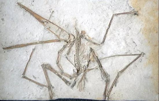 古老翼手龙(pterodactylus antiquus)正型标本,当年居
