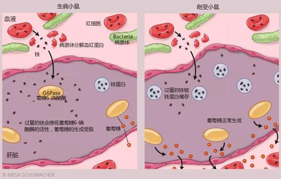图3：当病原体入侵宿主时，需要糖和铁等营养物质才能存活。为了得充足的铁（iron），很多病原体会选择分解血红蛋白（hemoglobin），导致血液中血红素等副产物含量增加。过量的血红素（释放出来的铁）会降低葡萄糖6-磷酸酶（G6Pase）的活性，严重影响肝脏中葡萄糖（glucose）的生成。葡萄糖生成受阻，血糖急剧下降，严重时可致宿主死亡。但如果小鼠体内铁蛋白（一种能储存铁的蛋白质）含量高，葡萄糖的生成便不会受阻，机体便能耐受多种病原体的感染。也就是说，铁蛋白（ferrtin）会通过锁住多余的铁来帮助小鼠耐受感染（Cell， 169：1263–75.e14， 2017）图/MESA SCHUMACHER