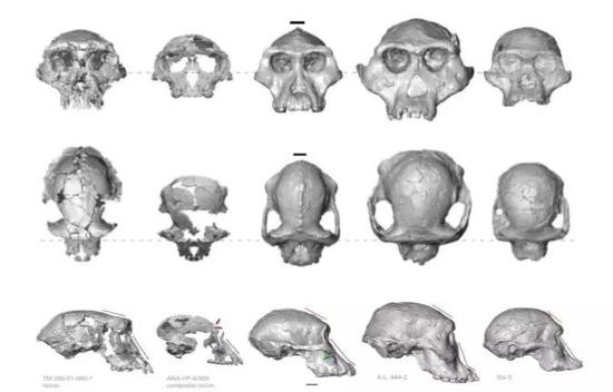 颅骨对比照片，从左至右：乍得沙赫人，地猿，南方古猿湖畔种，南方古猿阿法种，南方古猿非洲种（图片来源：论文截图）
